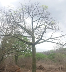 Ceiba trischistandra