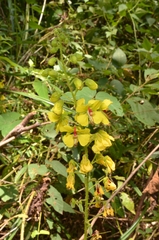 Hultholia mimosoides