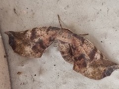 Parepisparis excusata