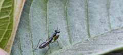 Odontomantis