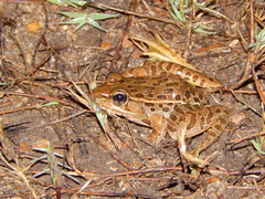 Lithobates magnaocularis