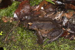 Leptodactylus stenodema