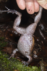 Leptodactylus stenodema