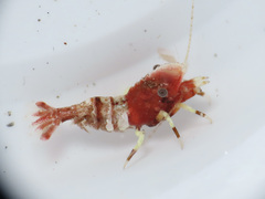 Spirontocaris prionota