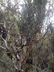 Pseudopanax linearis