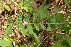 Hultholia mimosoides