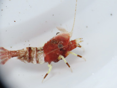 Spirontocaris prionota