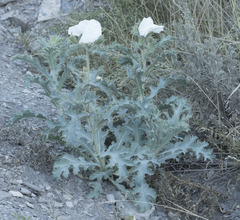 Argemone munita rotundata