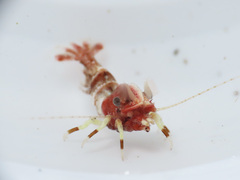 Spirontocaris prionota