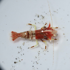 Spirontocaris prionota