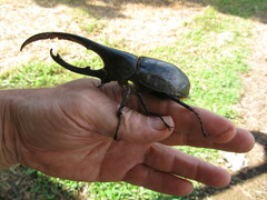 Dynastes ecuatorianus