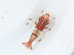 Spirontocaris prionota