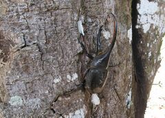 Dynastes ecuatorianus