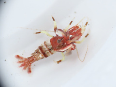 Spirontocaris prionota