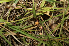 Eremophila debilis