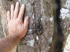 Dynastes ecuatorianus