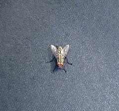 Musca domestica