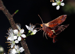 Amphion floridensis