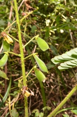 Hultholia mimosoides