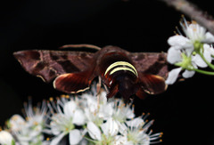 Amphion floridensis