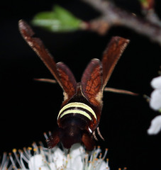 Amphion floridensis