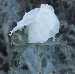Argemone munita rotundata