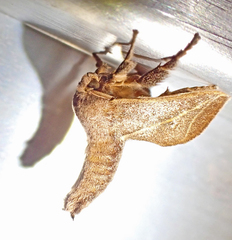 Anaxidia lozogramma