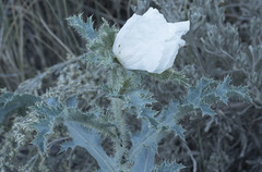 Argemone munita rotundata