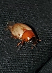 Cyclocephala melanocephala