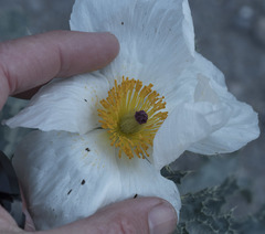 Argemone munita rotundata