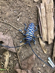Sternotomis runsoriensis