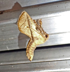 Anaxidia lozogramma
