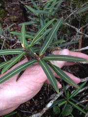 Pseudopanax linearis