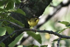 Geothlypis formosa