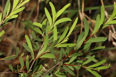 Denhamia cunninghamii