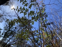 Pellaea andromedifolia