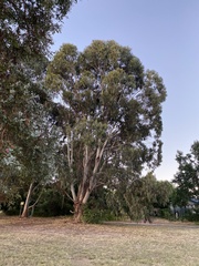 Eucalyptus globulus bicostata