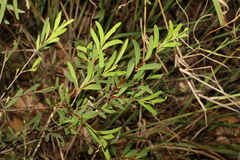 Denhamia cunninghamii