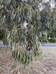 Eucalyptus globulus bicostata