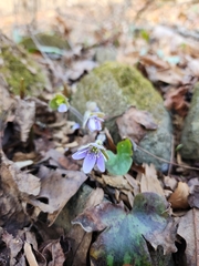 Hepatica acutiloba