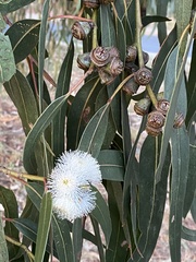 Eucalyptus globulus bicostata