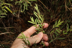 Denhamia cunninghamii