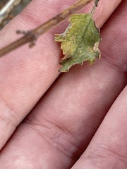 Hyptis collina