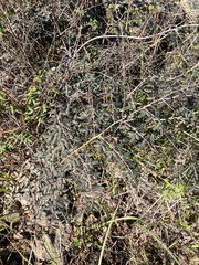 Pellaea andromedifolia