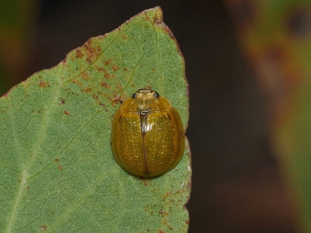 Eucalyptus Variegated Beetle From Melbourne Vic Australia On February At Pm By