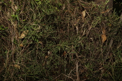 Denhamia cunninghamii