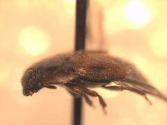 Tachinus