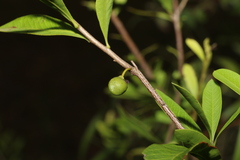 Alectryon diversifolius