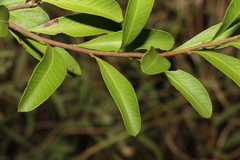 Alectryon diversifolius