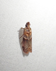 Calguia defiguralis